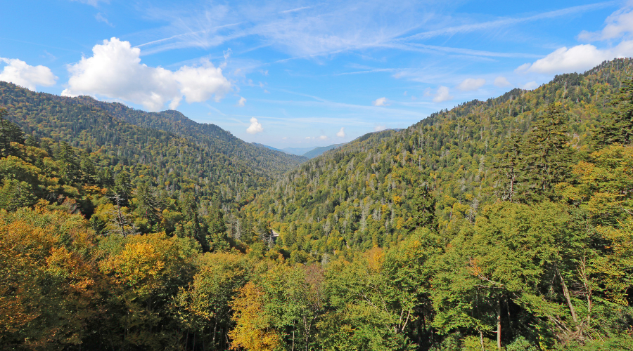 The Buck Hole Hollow Series Setting, buck hole hollow, adley, marley, sarah, shannon, davis, michael, aiden, hank, colin, Appalachian mountains, logging, forestry, logging business, fiction, romance, sexy romance, romance series, romance novels