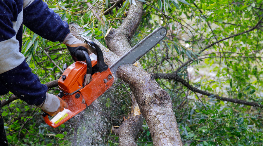 The Buck Hole Hollow Series Setting, buck hole hollow, adley, marley, sarah, shannon, davis, michael, aiden, hank, colin, Appalachian mountains, logging, forestry, logging business, fiction, romance, sexy romance, romance series, romance novels